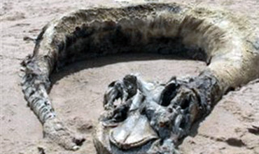 Морские змеи – загадочные существа