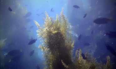 Море без берегов