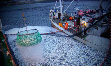 Промышленная добыча рыбы