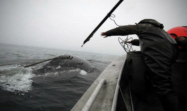Китобои – охота на морских гигантов
