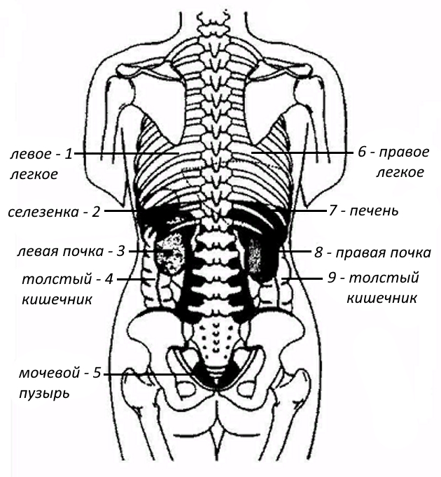 Строение человека внутренние со спины