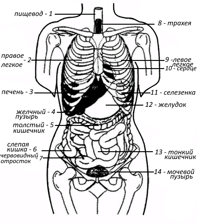Органы в брюшной полости женщины фото внутренние схема расположения с описанием