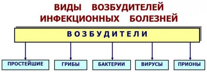 Классификация возбудителей инфекционных болезней. Возбудители инфекционных заболеваний. Основные возбудители инфекционных болезней. Типы возбудителей инфекционных заболеваний. Вида возбудителя, инфекционные болезни.