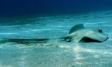 Поражения опасными морскими животными