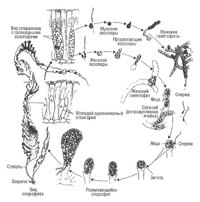 Схема красных и бурых водорослей. Цикл развития бурых водорослей. Цикл развития бурых водорослей схема. Жизненный цикл ламинарии схема. Бурая водоросль ламинария цикл развития.