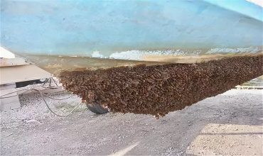 Морские микроорганизмы, которые чаще всего “цепляются” к корпусу судна