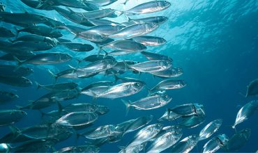 Биосфера океанов и развитие промышленной марикультуры