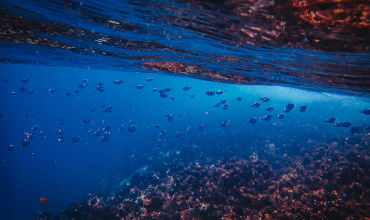 Crew Evaluation Test Online about Marine Environmental Awareness, Sustainable Shipping (CBT 0278)